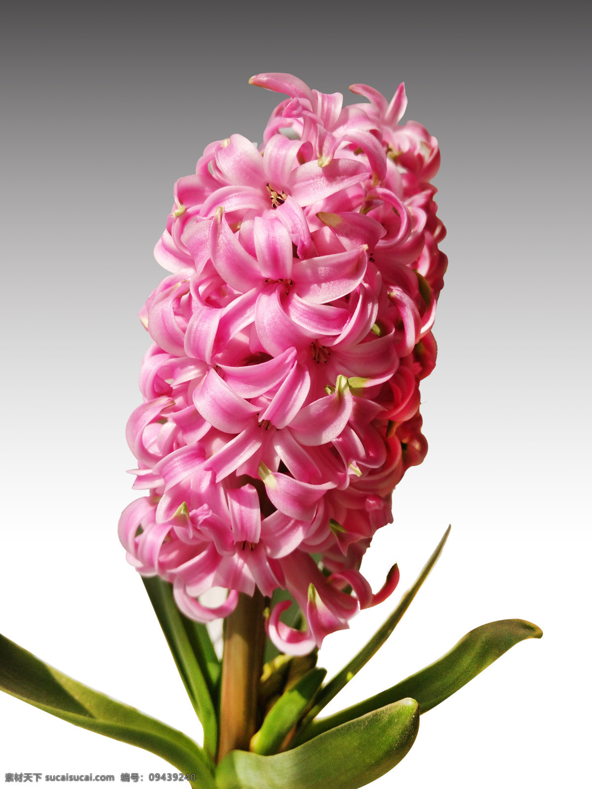 粉色风信子花 风信子 漂亮的花朵 绿叶 花朵 植物 生物世界 花草