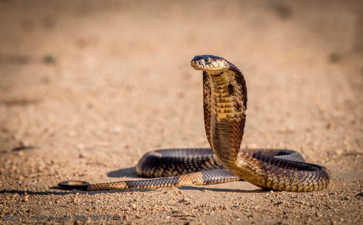 眼镜蛇 cobra 蛇 沙地 昂头 生物世界 野生动物