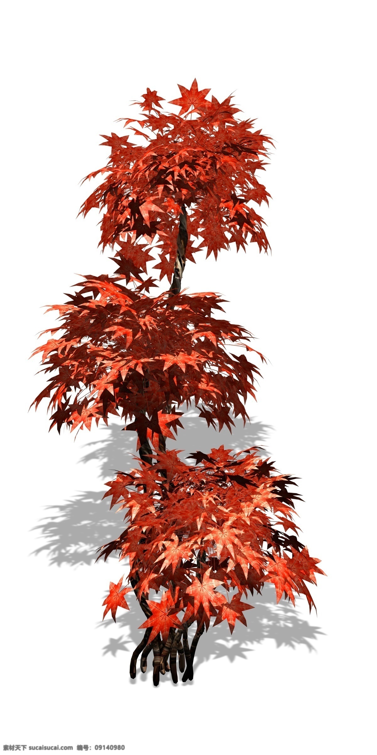 实物 树木 大红 枫树 大红枫树 植被 仿真树木 树 净化空气 植树 植物 种植 栽培 树叶 叶茂 枝繁叶茂