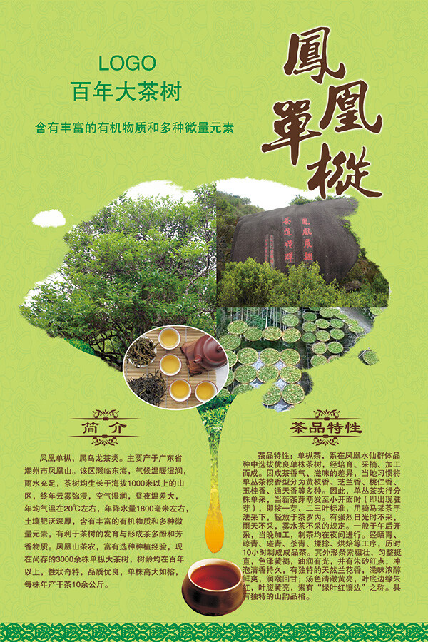 凤凰 单 丛 宣传 dm 古树 绿色 凤凰单丛 宣传单 黄色