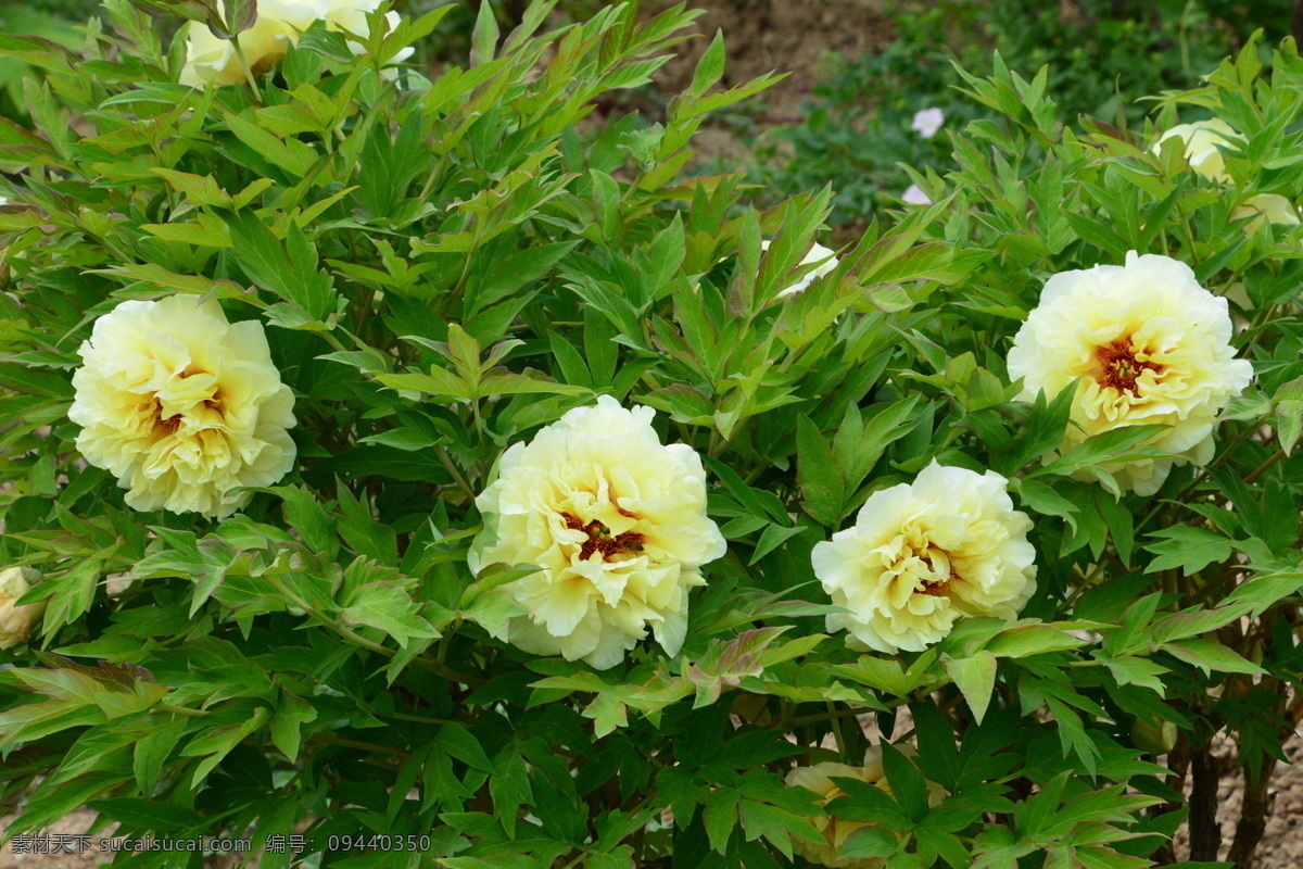 牡丹花 牡丹 观赏花卉 鼠姑 木芍药 百雨金 洛阳花 花朵 花瓣 花蕊 花卉 花儿 花草 植物 园林绿化 绿化景观 芍药牡丹 生物世界