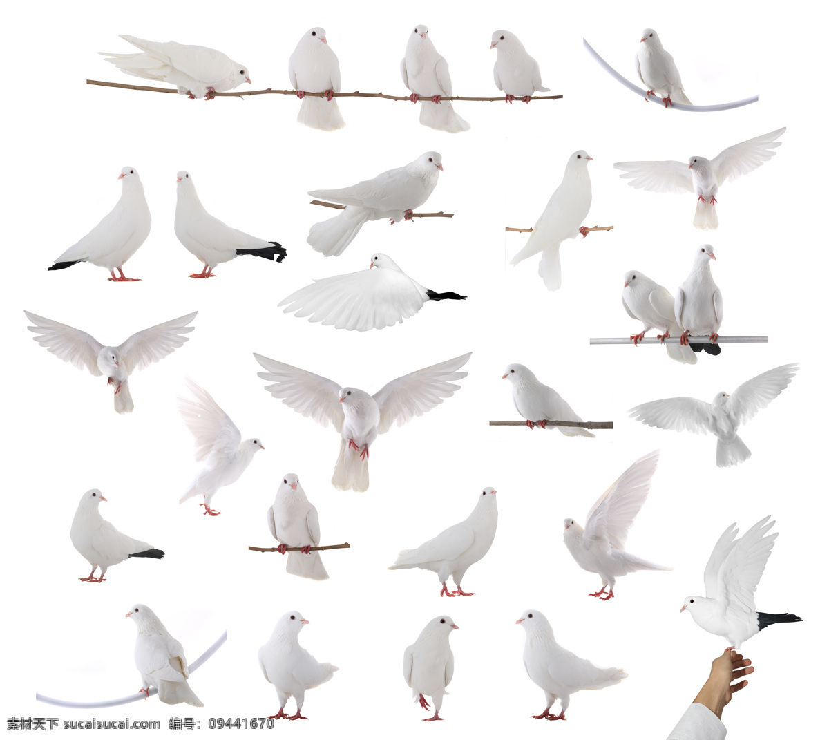 和平鸽 白鸽 鸽子 飞翔的白鸽 空中飞鸟 生物世界
