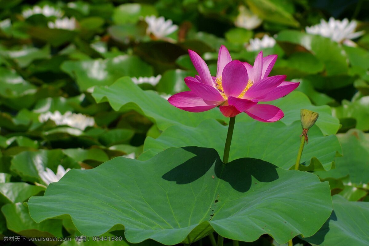 鲜艳 粉红色 荷花 高清 花卉 花朵 莲花 粉色