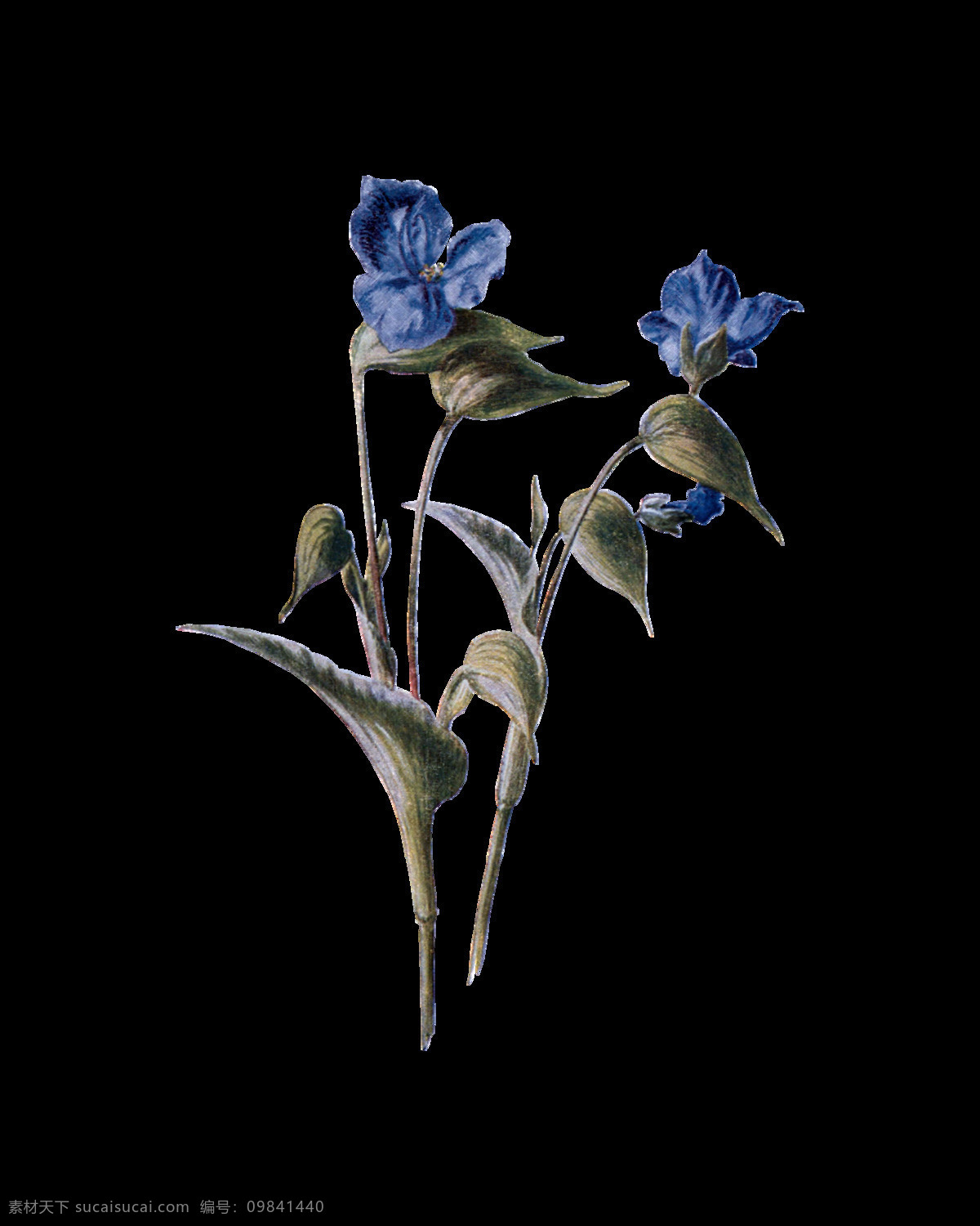 蓝色 高清 华丽 复古 彩绘 花朵 花草 花朵素材矢量 盛开 矢量花朵素材 鲜花 鲜花素材 绽放