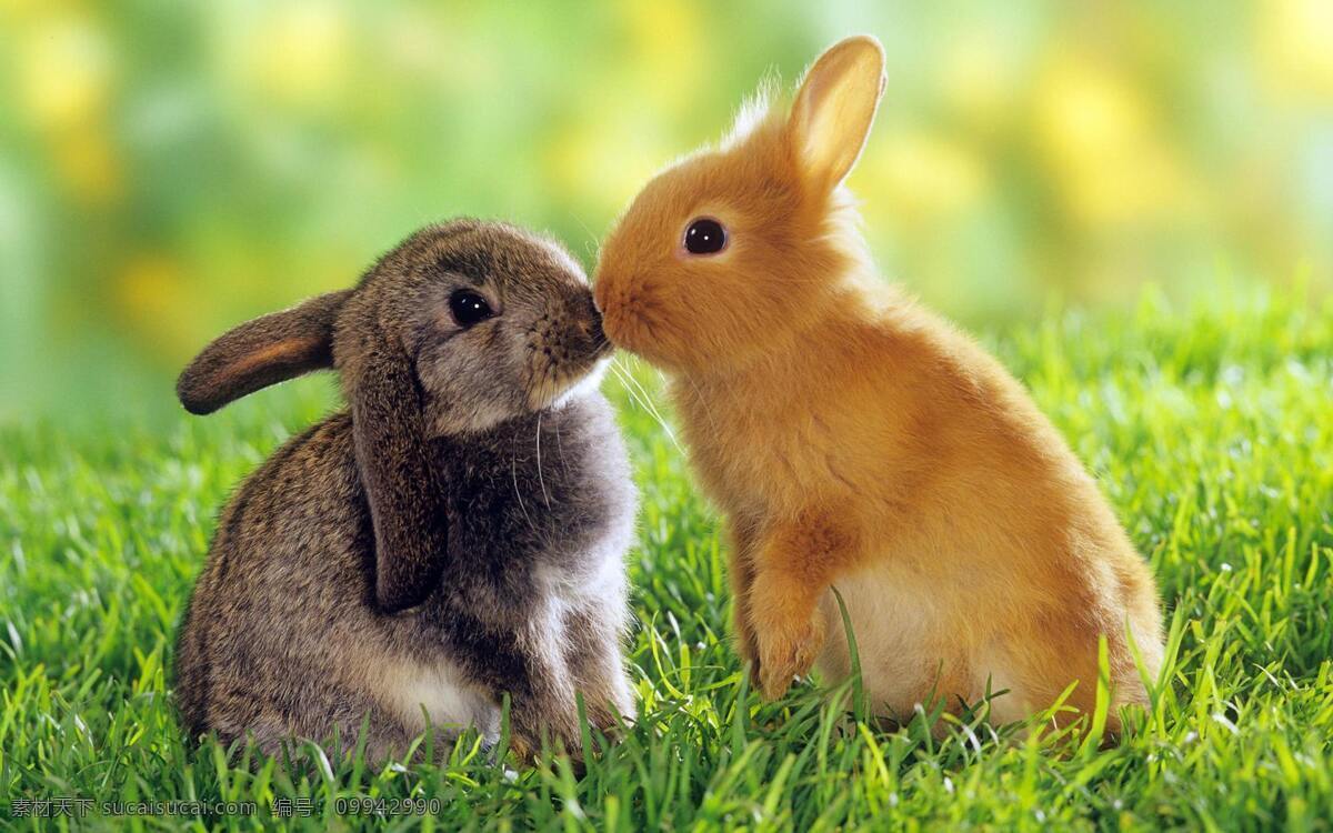 kiss兔 高清宠物 接吻兔 小兔子 可爱兔 萌兔 生物世界 家禽家畜