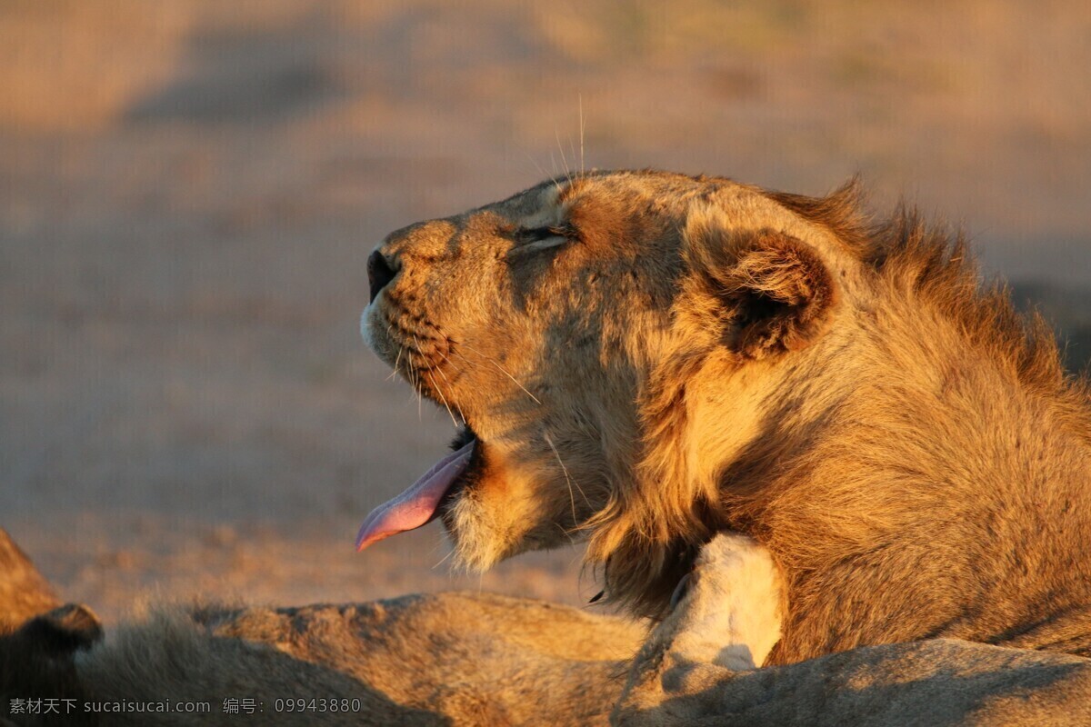 拍摄 原创 创意 动物 特写 雄狮 咆哮 草原 生物世界 野生动物