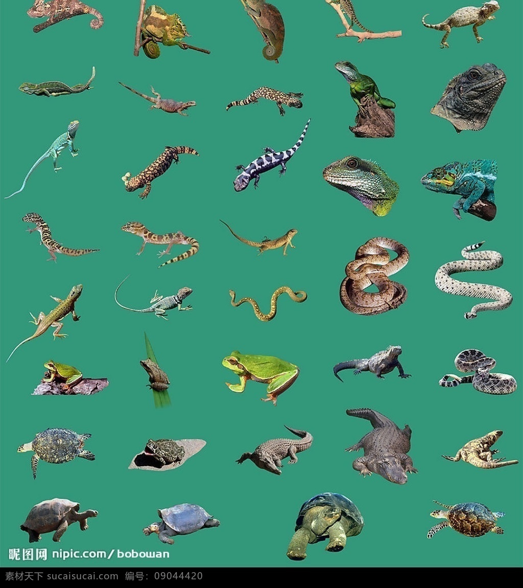 爬行类动物 野生动物 蜥蜴 变色龙 鳄鱼 蛇 海龟 龟 动物 分层 源文件库