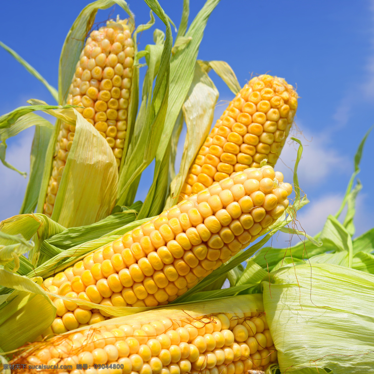 玉米 包谷 食物 食品 金黄色玉米 玉米棒 粮食 农产品 食材 食物原料 食材原料 餐饮美食