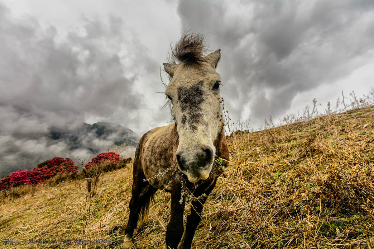 尼泊尔 高原 马 马匹 骏马 尼泊尔风景 动物摄影 陆地动物 生物世界 灰色