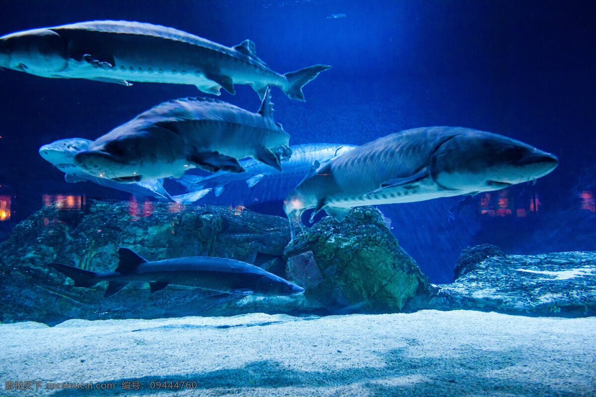 北京 海洋馆 海底 海洋 海洋生物 旅游 旅游景点 生物世界 北京海洋馆 主题乐园 现代建筑 鱼类