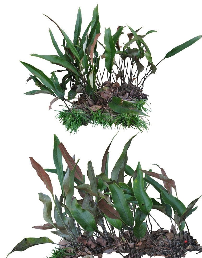 石韦 竹篱笆 石灯笼 庭石头 园林 园艺 草丛 草堆 灌木 灌木丛 灌木林 花丛 花束 石头