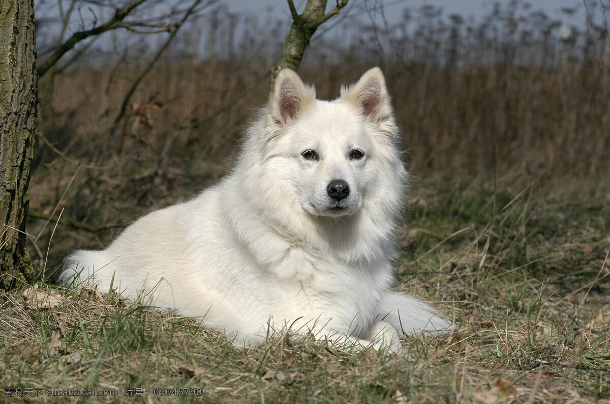 白色 狗 宠物 可爱小狗 名贵 犬种 动物世界 宠物摄影 陆地动物 生物世界 狗狗图片
