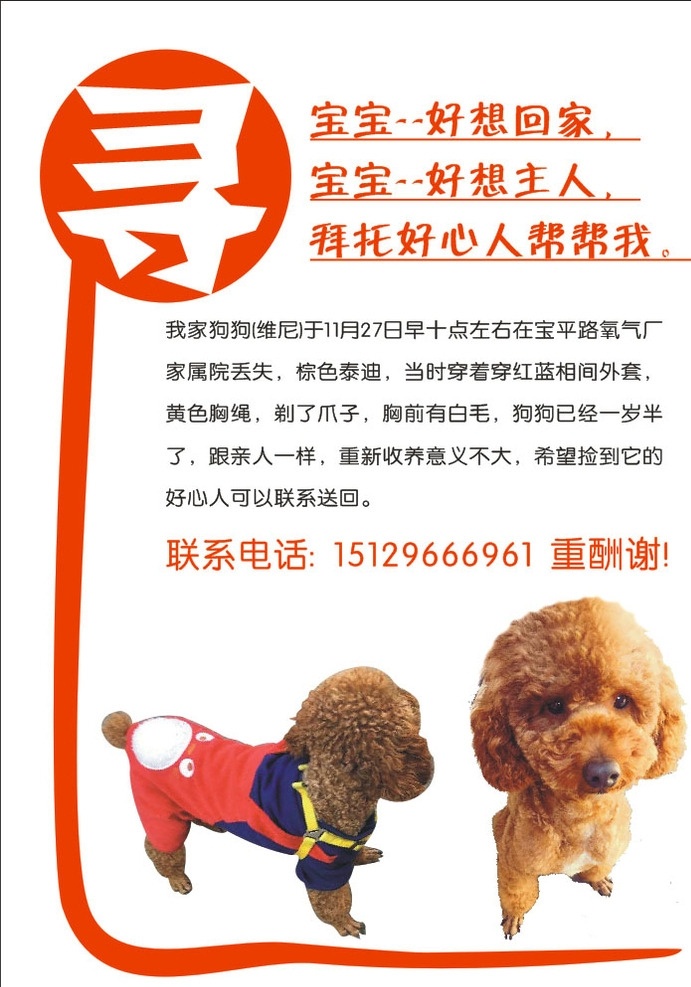 寻狗海报 寻狗启示 泰迪犬 红色背景 寻狗 寻狗展板