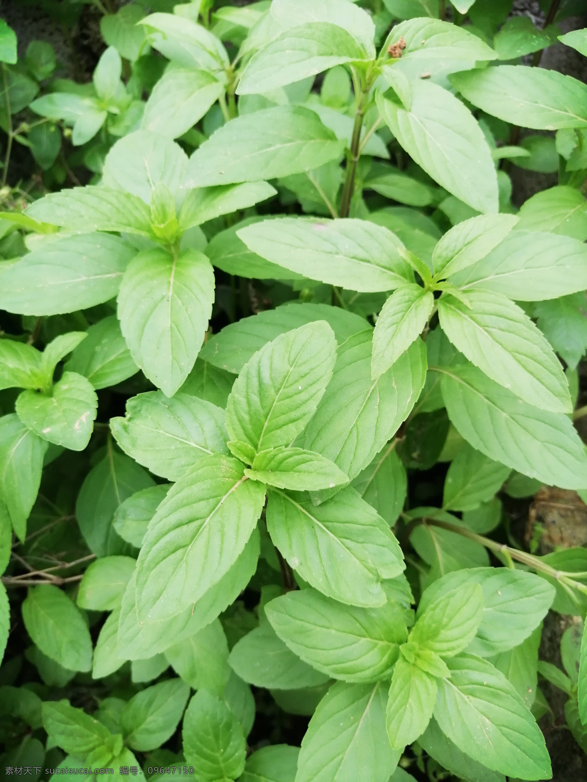 叶子 绿色 植物 野薄荷 夜息香 南薄荷 水薄荷 水益母 接骨草 土薄荷 生物世界 花草