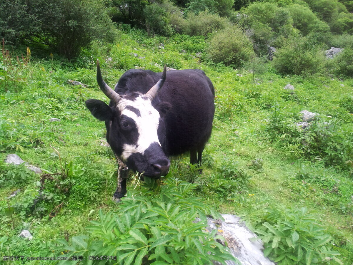 甘南风光 牛 草 草地 草原 耗牛 旅游摄影 国内旅游