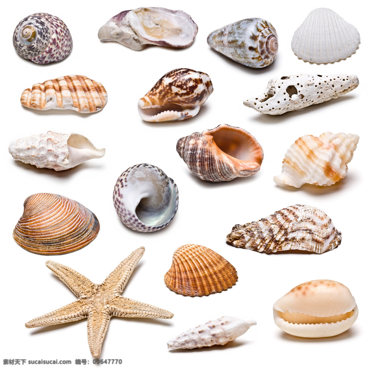 海产品 素材图片 海星 海阁 创意贝壳 贝壳 贝壳素材 贝壳摄影 个性贝壳 装饰品 水中生物 生物世界