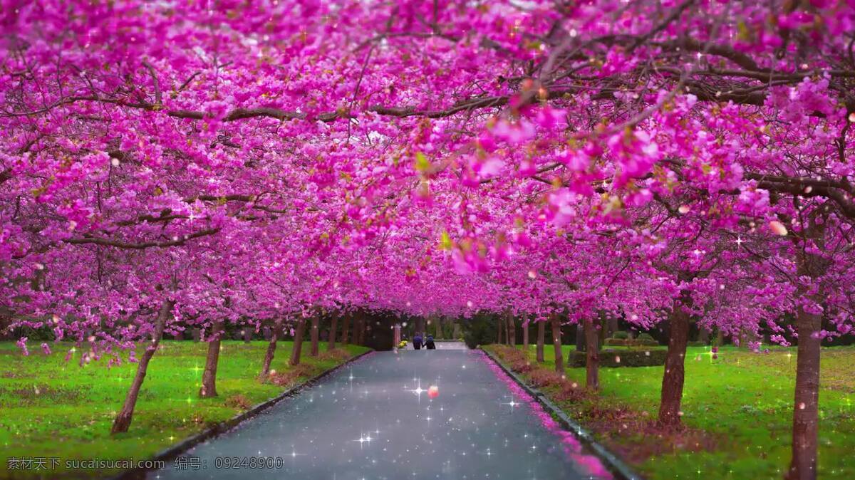 樱花 漫天 道路 花朵 花儿 花 樱花漫天