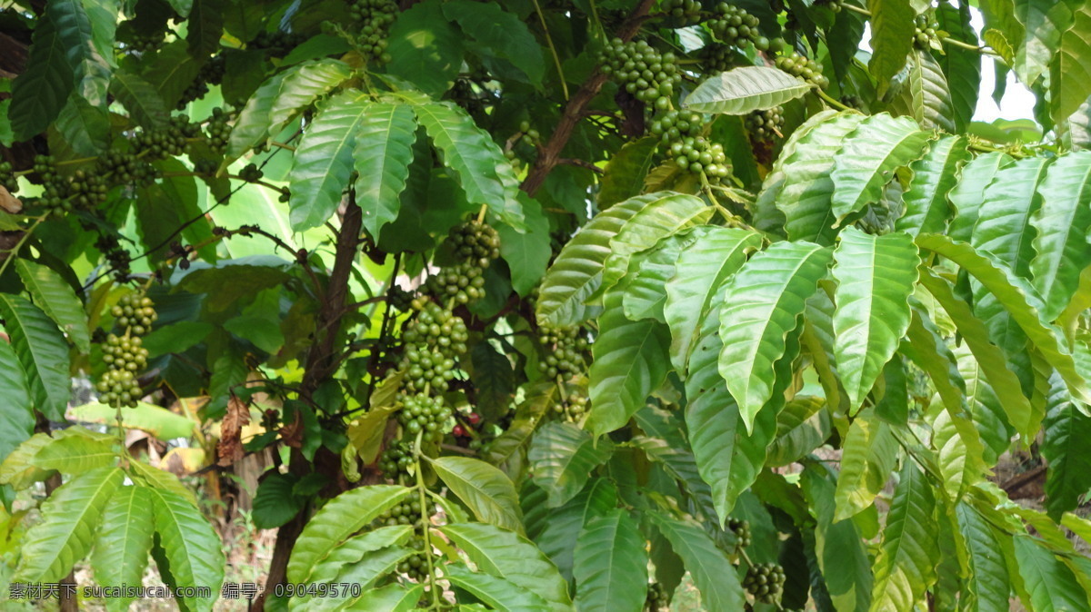 咖啡豆 咖啡树 咖啡生豆 咖啡 咖啡背景 植物 国内旅游 旅游摄影