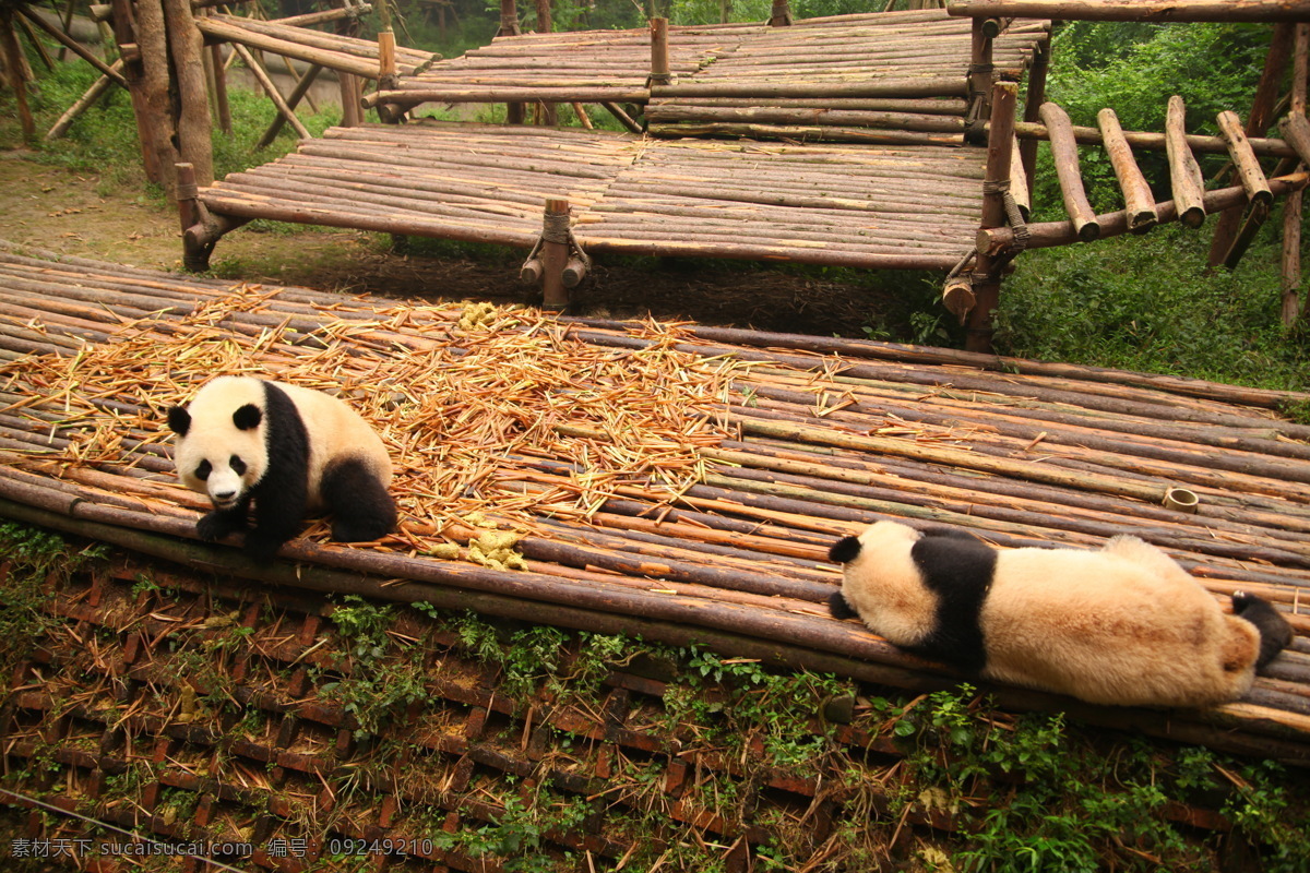 成都 熊猫基地 野生动物 保护 四川 天府之国 安逸 自然 生物世界