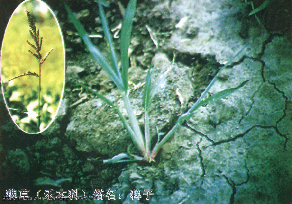 野草 小草 稗草 禾本科草 绿色