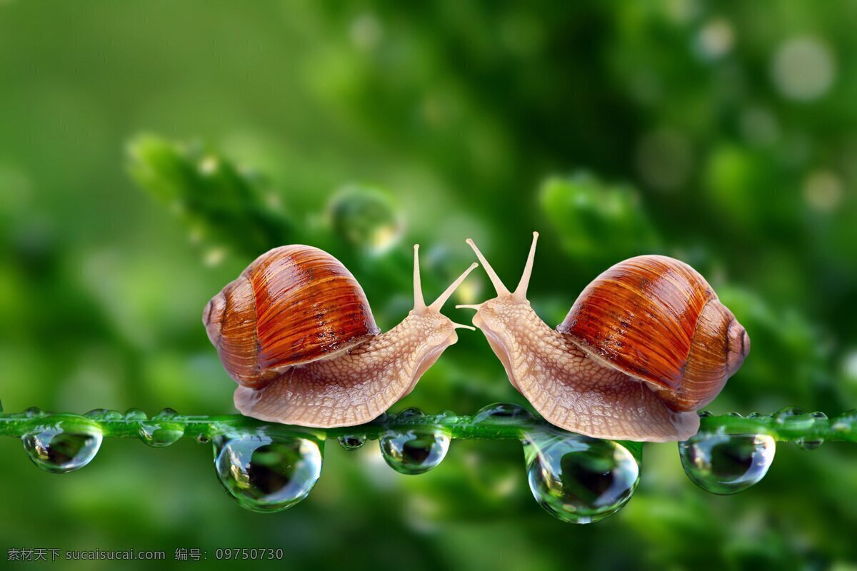 蜗牛 水珠 露珠 特写 创意 田野 自然 微观世界 昆虫 生物世界