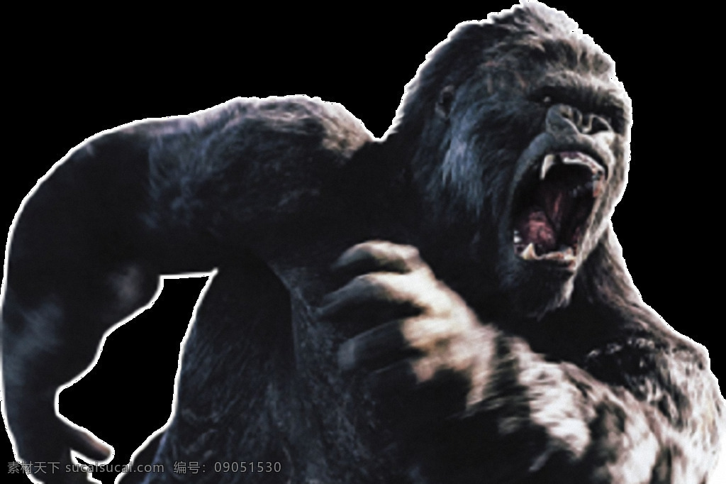 愤怒 大猩猩 免 抠 透明 愤怒的大猩猩 非洲 猩猩 愤怒的黑猩猩 猩猩素材 猩猩高清图 猩猩大图 猩猩广告图片 猩猩海报素材
