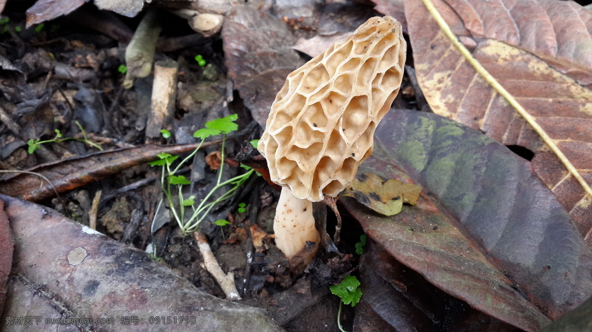 羊肚菌 新鲜麿菇 枇杷地里 养生菌 春天特有 生物世界 其他生物