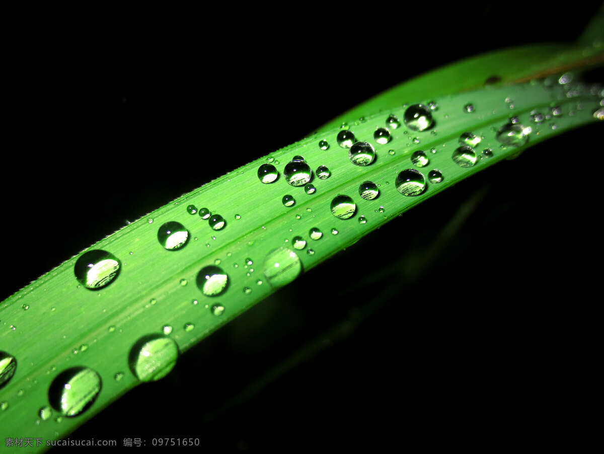 水珠摄影 水珠 叶子 微距拍摄 黑色背景 雨后水珠 花卉摄影 生物世界 花草