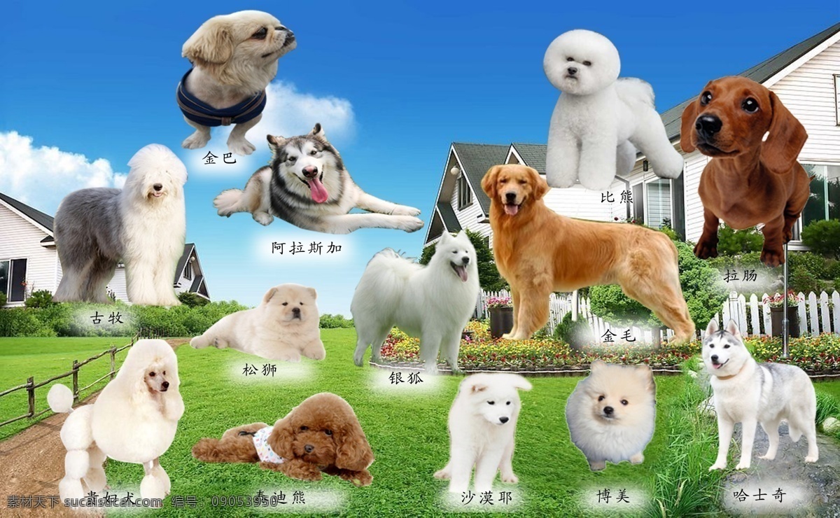 世界名犬 金巴 古牧 阿拉斯加 各种宠物狗 分层 源文件