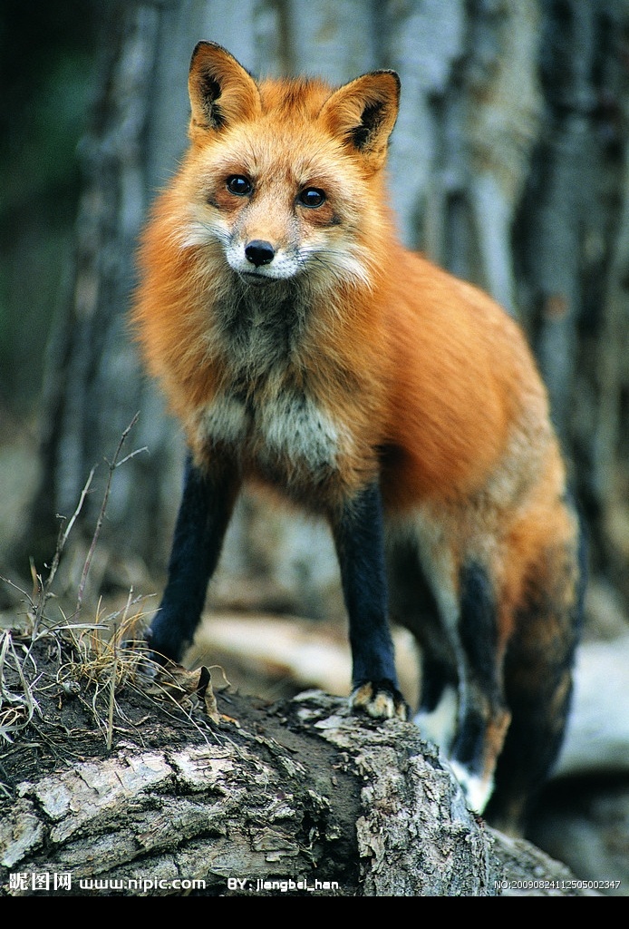 火狐狸 瞪着你 野生动物 生物世界