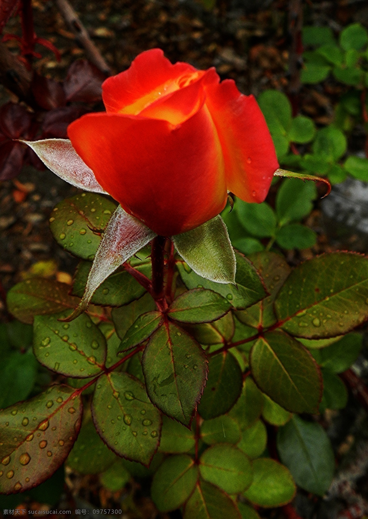 玫瑰 玫瑰花 红玫瑰 叶子 露珠 露水 晨露 水滴 红玫瑰花 玫瑰花朵 花瓣 花草 生物世界 花卉