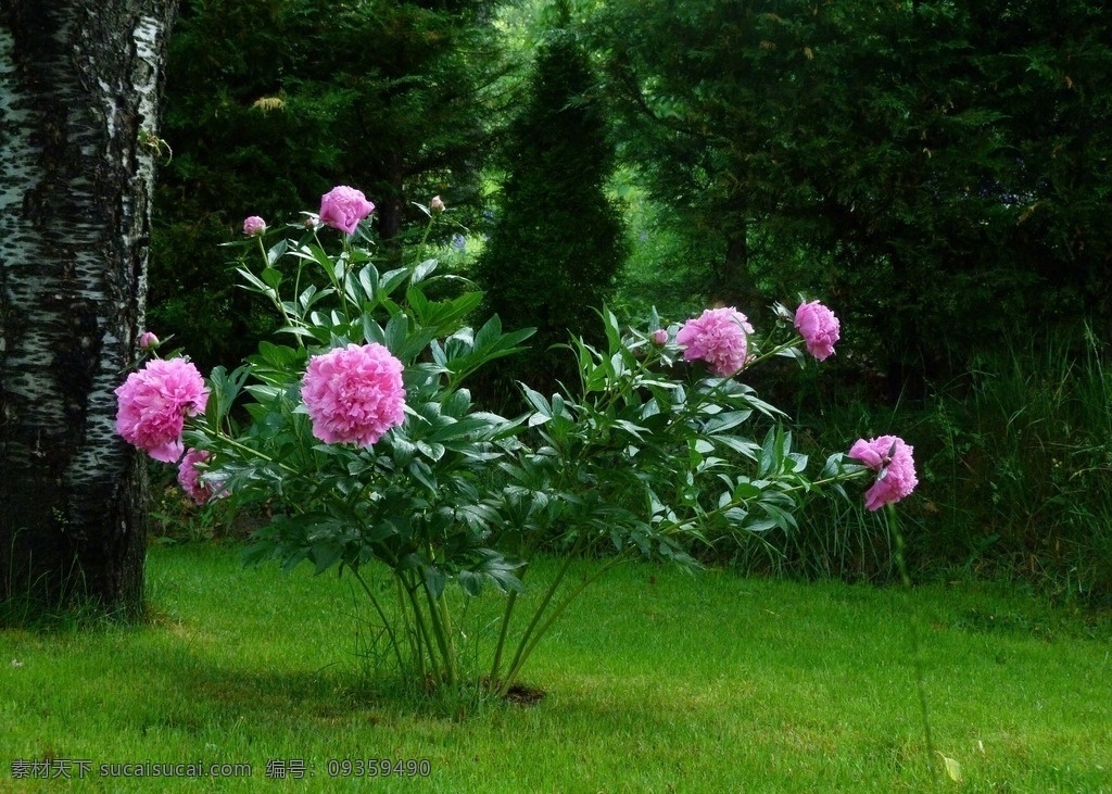 香玉牡丹 洛阳牡丹 红牡丹 紫牡丹 花卉 鲜花 植物类 深紫色牡丹花 大花 花卉写真 红色牡丹 白牡丹 黄牡丹 黑牡丹 摄影图片 鸟语花香 生物世界 花草