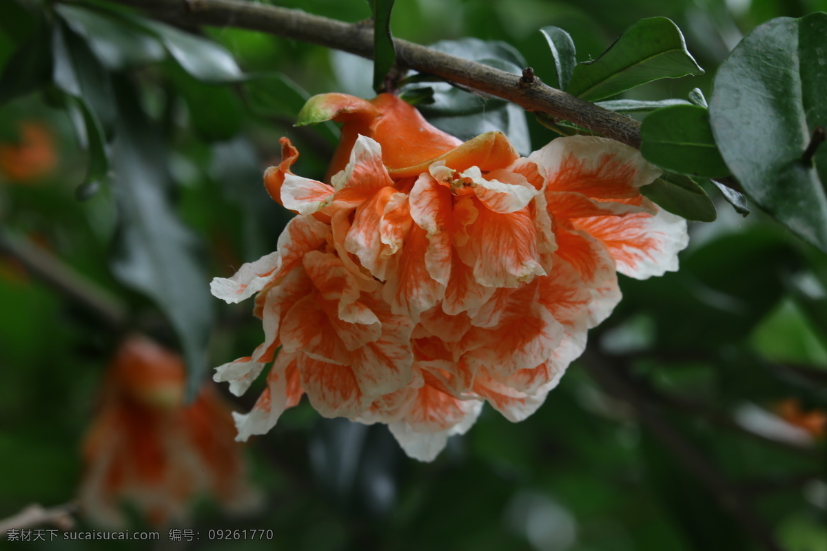 石榴 观赏花卉 安石榴 若榴 花卉 花儿 枝叶 石榴树 花草 植物 园林绿化 绿化景观 石榴花石榴 生物世界