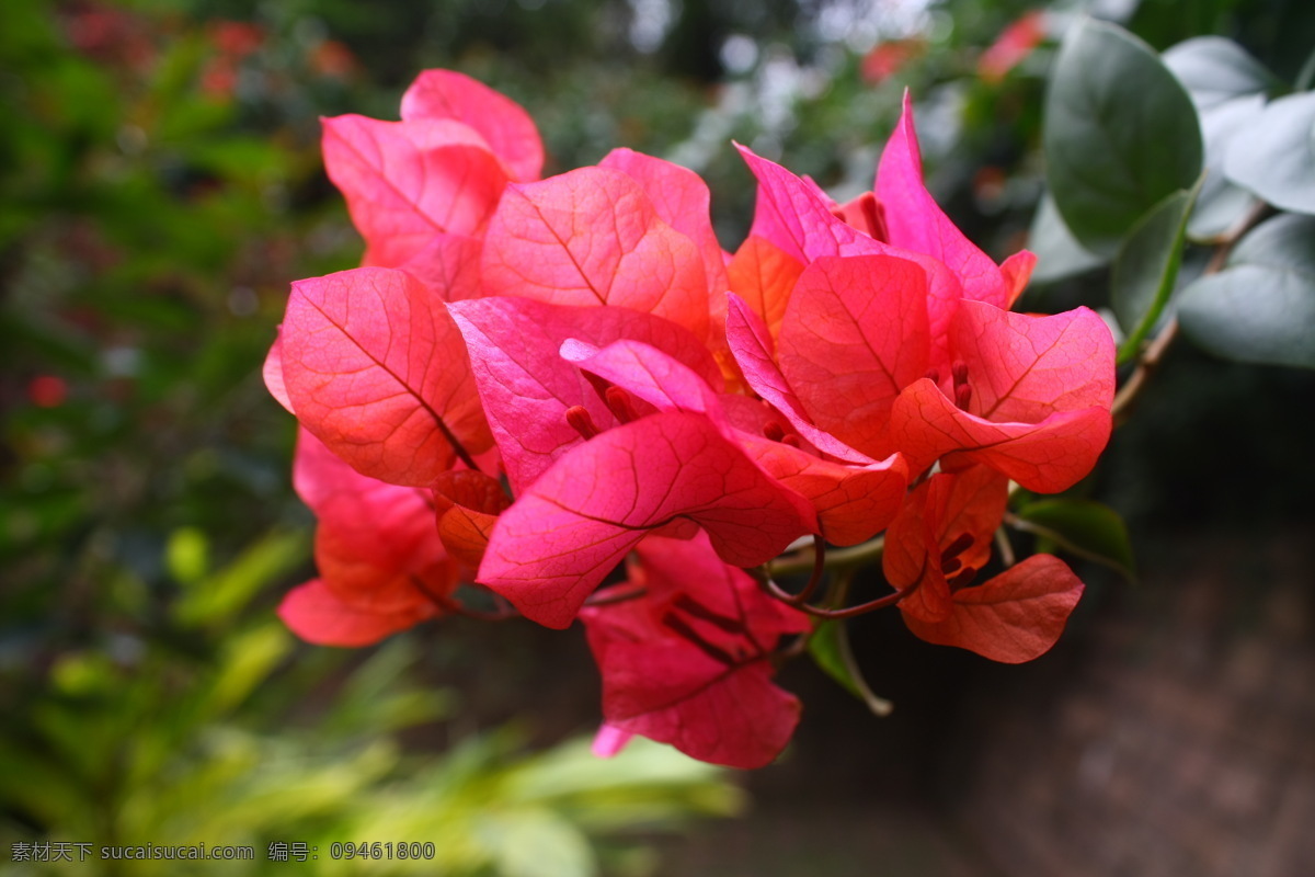 三角梅 三角花朵 三角梅素材 花朵 花 绽放三角梅 三角梅摄影 三角梅图片 生物世界 花草