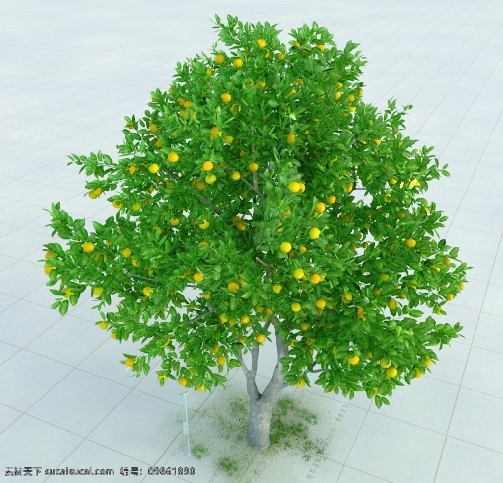 柑橘树 植物 景观植物 盆栽 vray模型 景观模型 园林植物 室内模型 3d设计 max