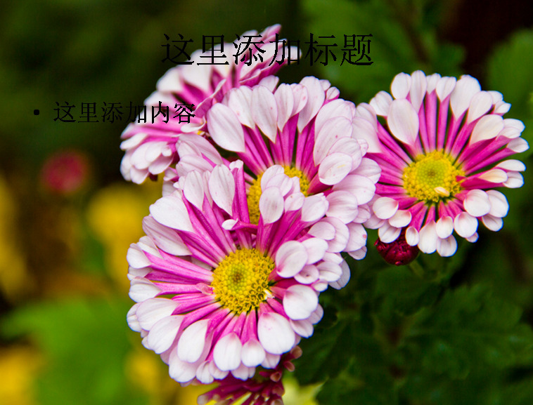 小 清新 秋菊 高清 自然风景 花卉 小清新 迷人景色 模板