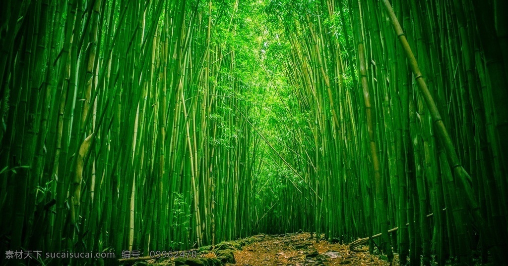 茂密 竹林 竹叶 绿色 竹林风景 生物世界 树木树叶