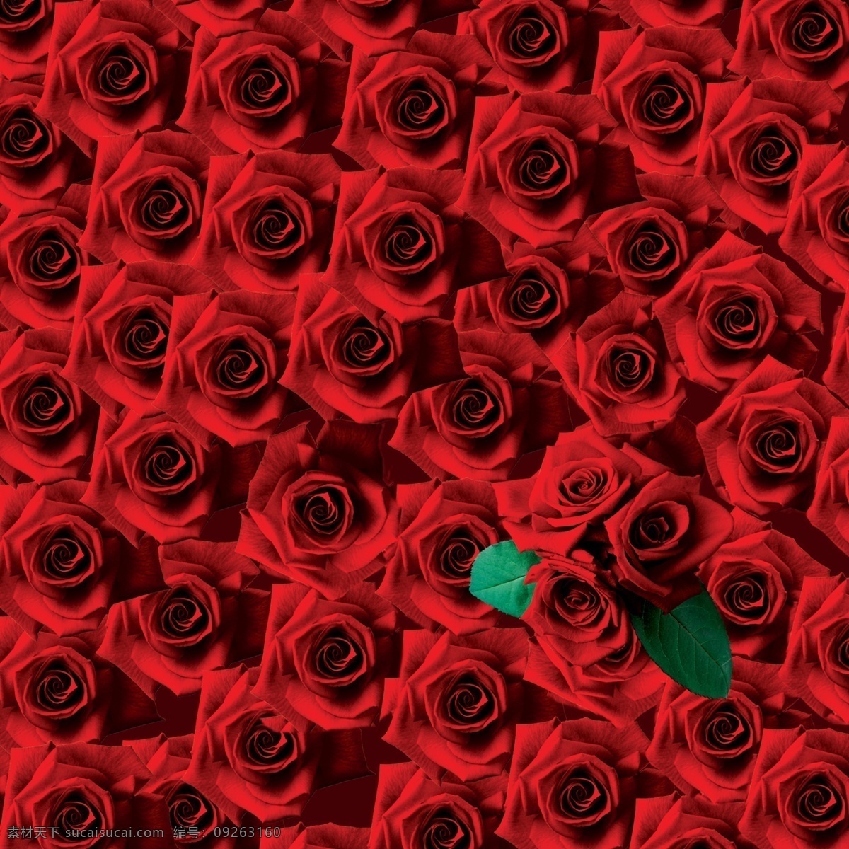 玫瑰花图片 玫瑰花素材 玫瑰花模板 玫瑰花背景 玫瑰花 花朵 情人节玫瑰花 多色玫瑰花 红色玫瑰 粉红玫瑰 分层