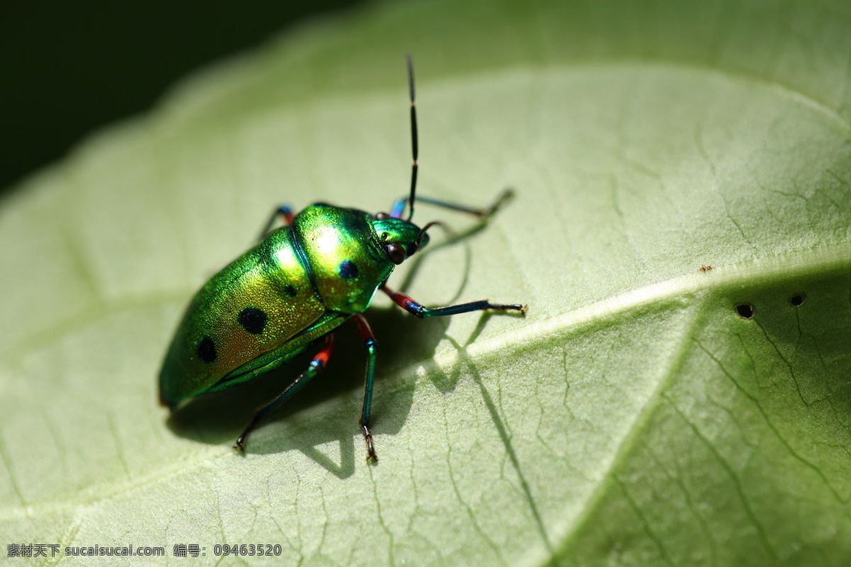 瓢虫 翅膀 翠绿 动物 昆虫 绿色 触角 树叶 亮绿 黑点 生物世界 psd源文件