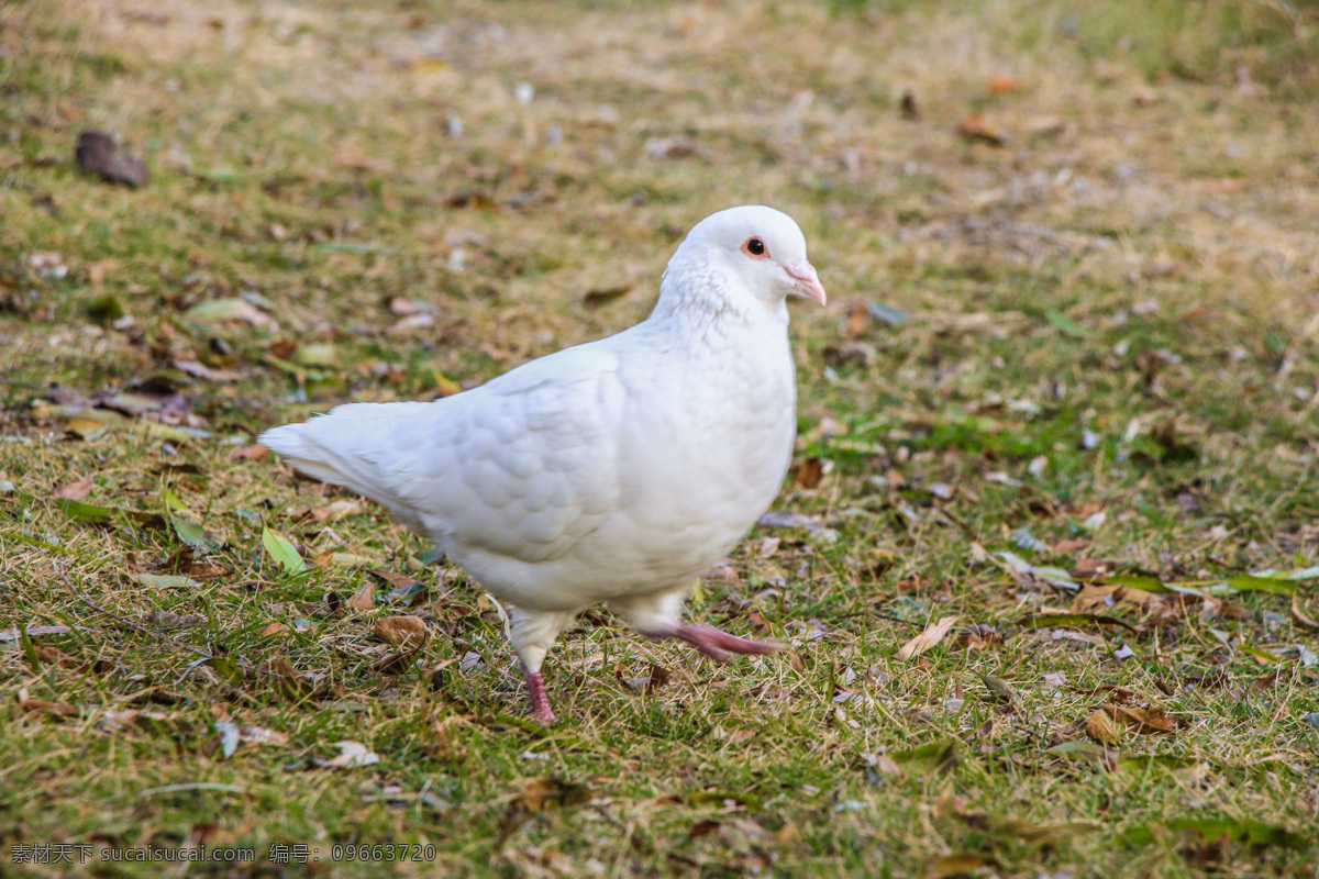 白鸽图片 公园散步白鸽 草地散步鸽子 走猫步的白鸽 骄傲的大白鸽 自信走路白鸽 生物世界 鸟类