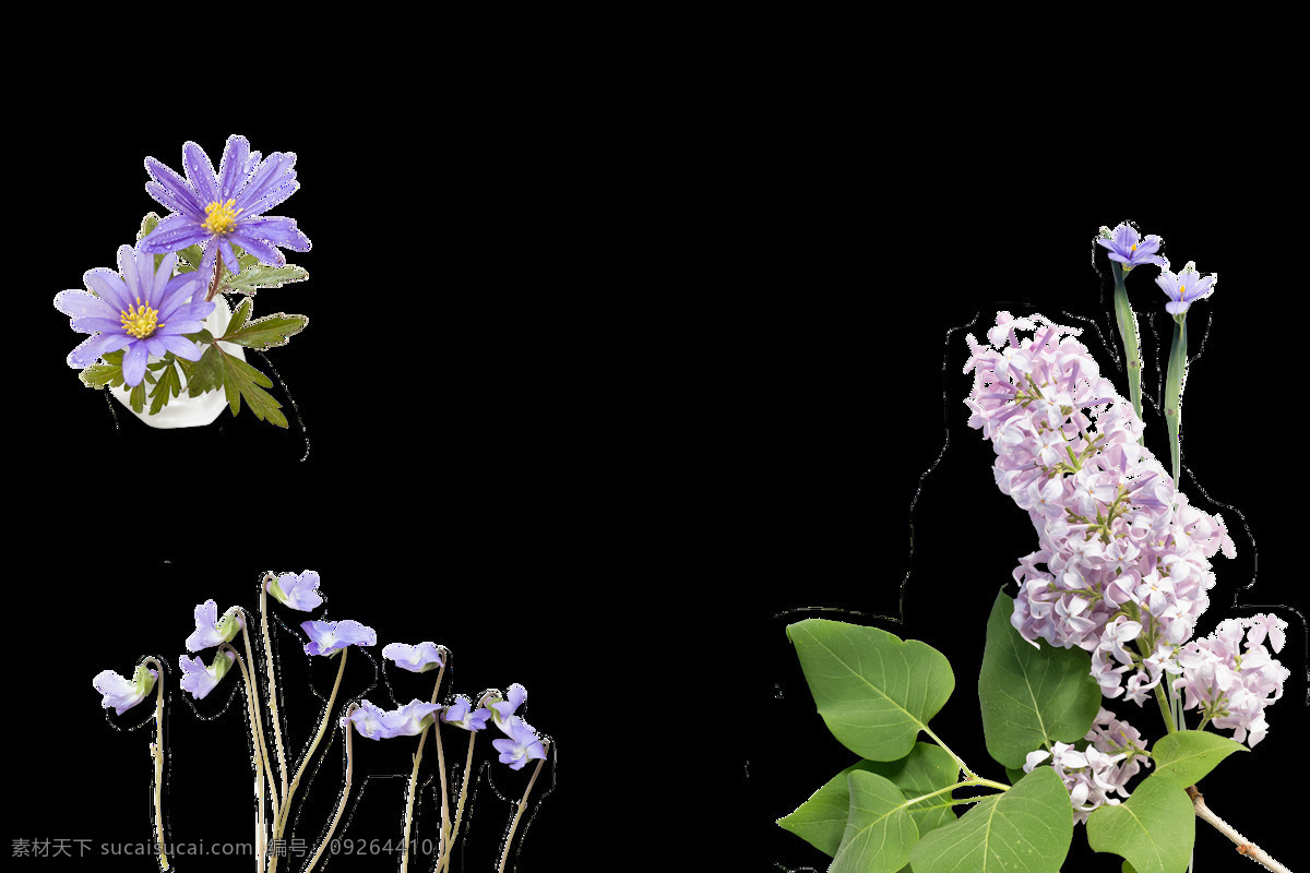 优雅 绽放 花卉 卡通 透明 唯美 抠图专用 装饰 设计素材