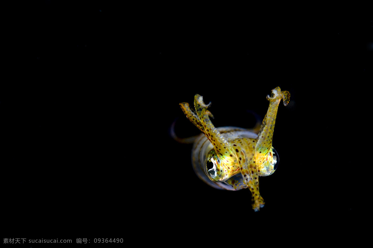 海鱼摄影 海鱼 鱼类动物 海底世界 海洋生物 海洋动物 水中生物 生物世界 黑色