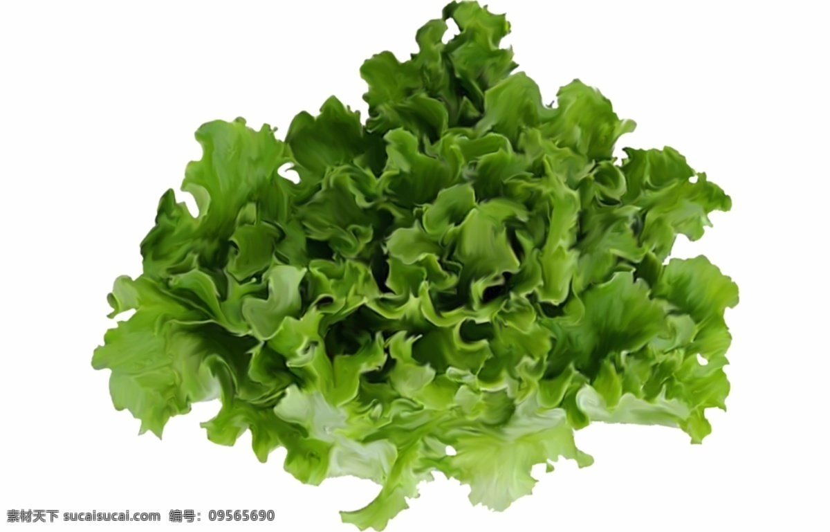 蔬菜 生菜 叶子 绿色植物 搭配 营养 绿色 植物 美味