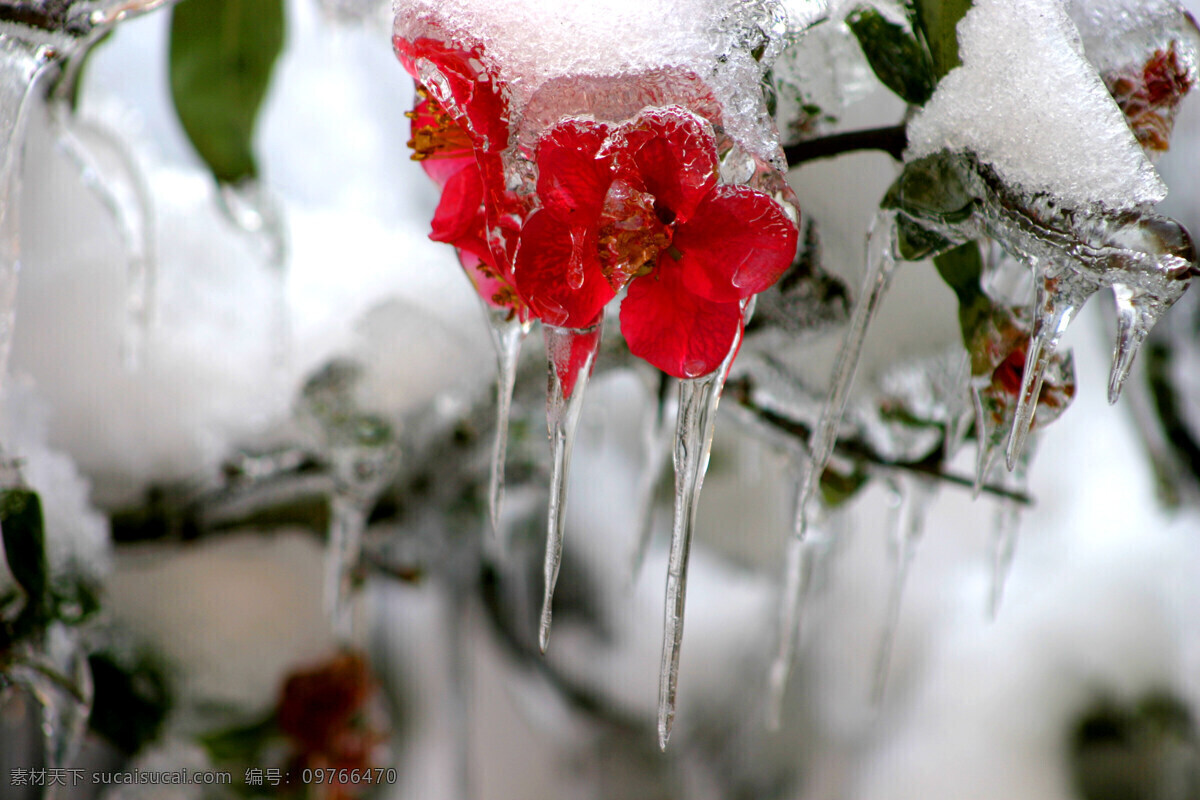 冰雪 雪景 花 雪花 结冰 鲜花 红花 冬季 冬天 花草 生物世界 灰色