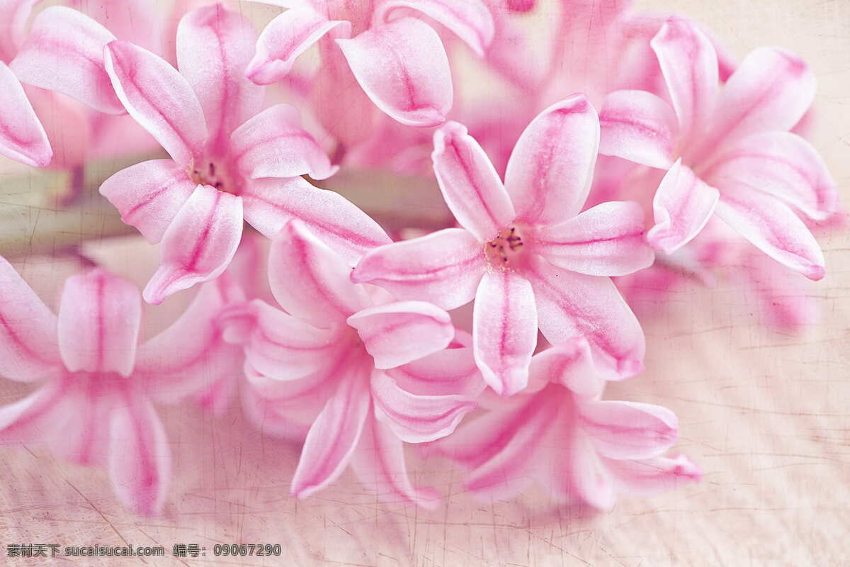 粉色的风信子 花朵 植物 花卉 粉色 风信子 盛开 生物世界 花草