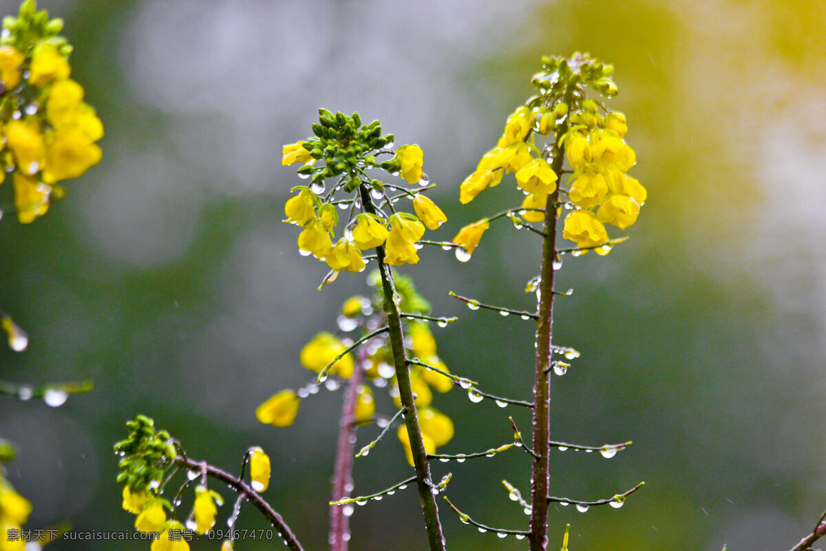 菜花 红菜苔 黄花 春天 雨天 雨水 水珠 花草 生物世界