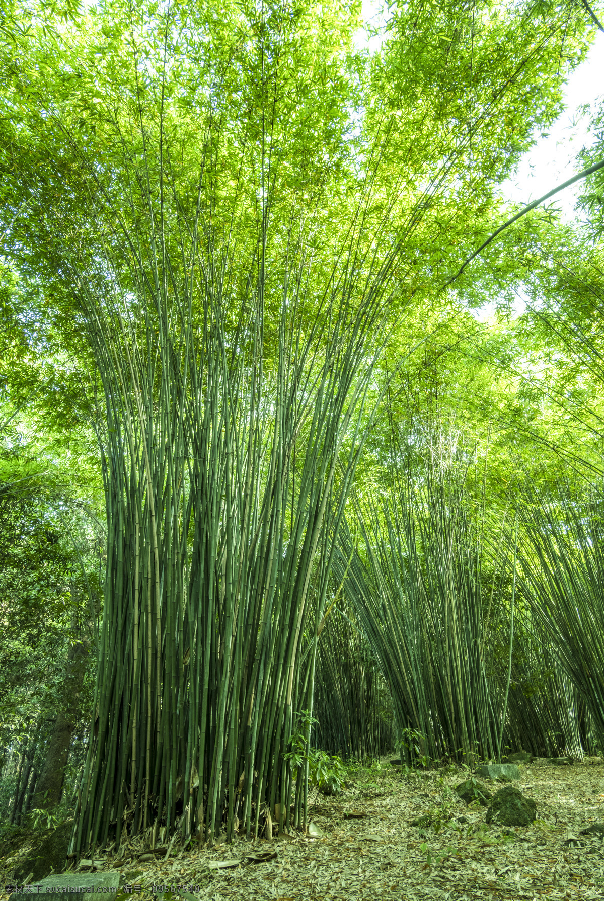 竹 竹子 竹叶 毛竹 南竹 江南竹 茅竹 毛竹林 生物世界 树木树叶