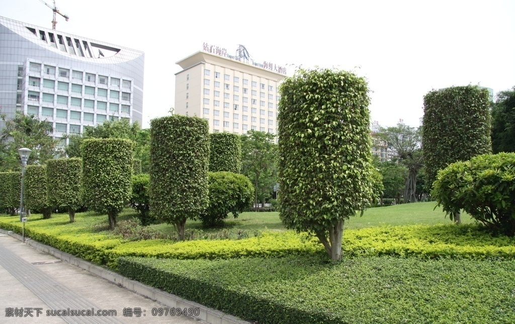 垂榕柱 乔木 植物 植物素材 植株素材 垂叶榕 生物世界 花草