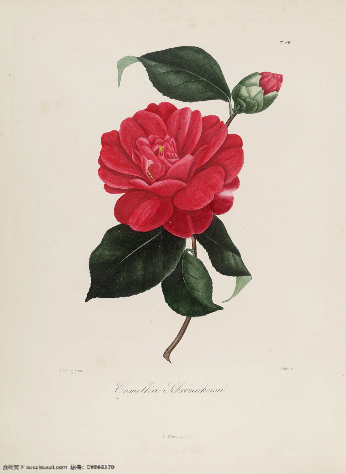 手绘茶花 茶花 花朵 风景 园林 盆景 生物世界 花草 花卉 山茶花 插画 插图 手绘插画
