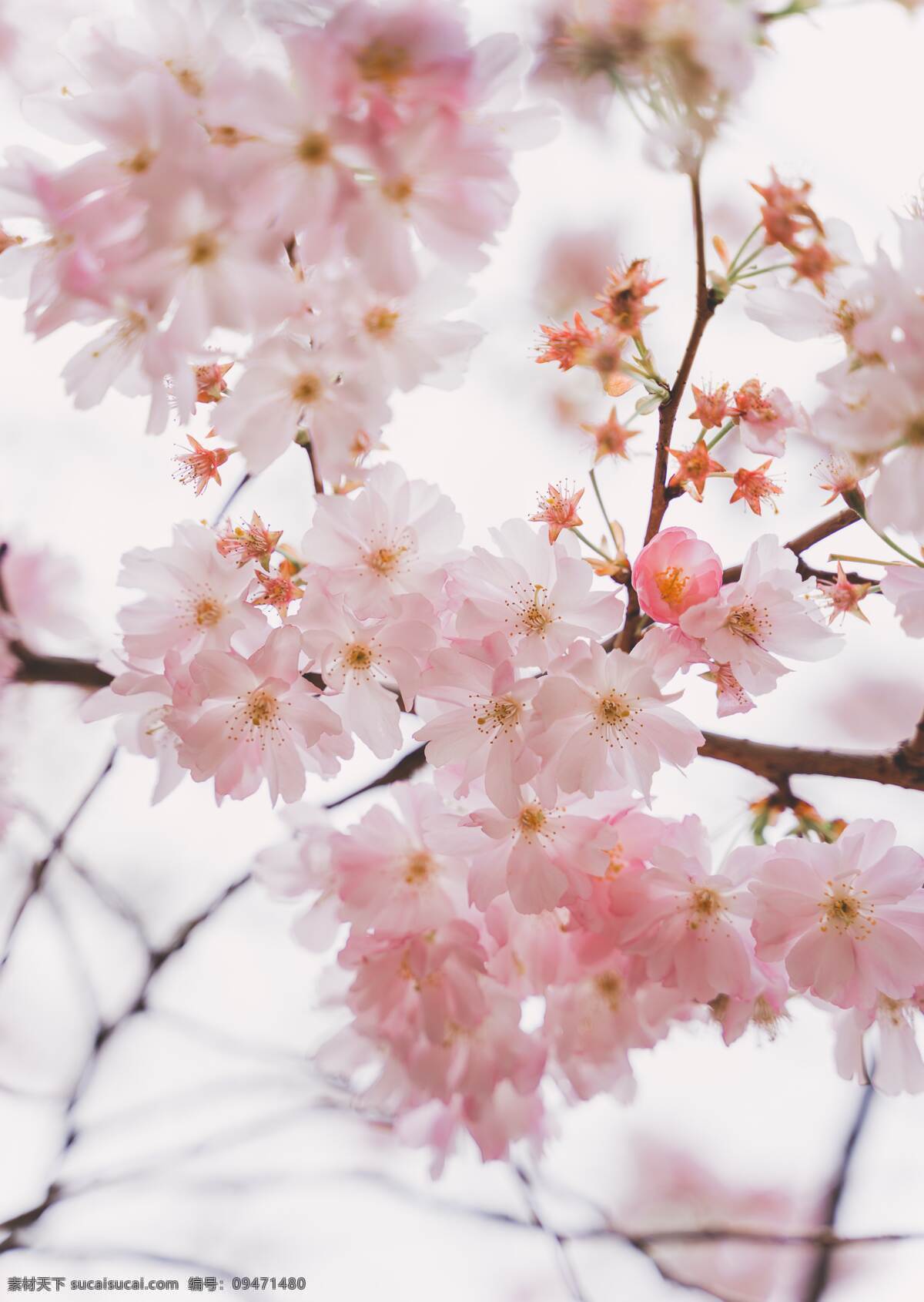 樱花图片 樱花 盛开 花朵 粉色的花 鲜艳的花